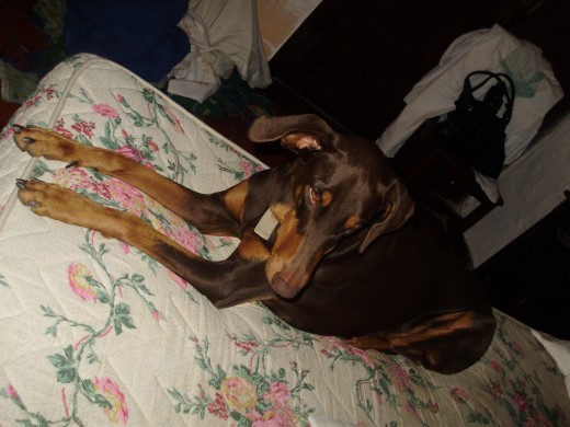 esta foto la saque mientras jugavamos con una nueva pelotita de tenis... se canso y se sento en la cama...saque muy rapido la foto xq despues c quedo dormida
jajjajjajaj esta foto la saque mientras jugavamos con una nueva pelotita de tenis... se canso y se sento en la cama...saque muy rapido la foto xq despues c quedo dormida
jajjajjajaj